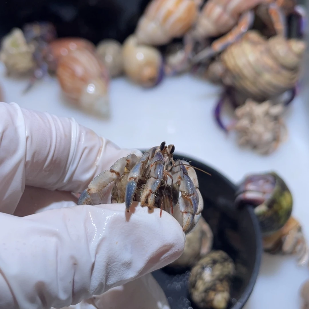 M12  紫陆少腿   唐宝专拍