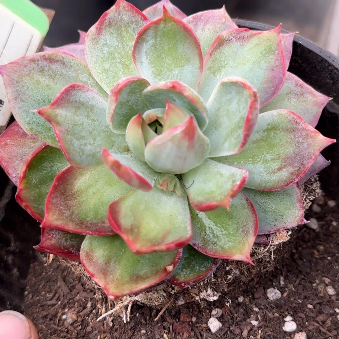 惊鸿一物一拍包装收缩花旱888