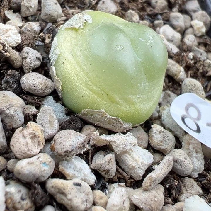 81好1.7厘米111111111111