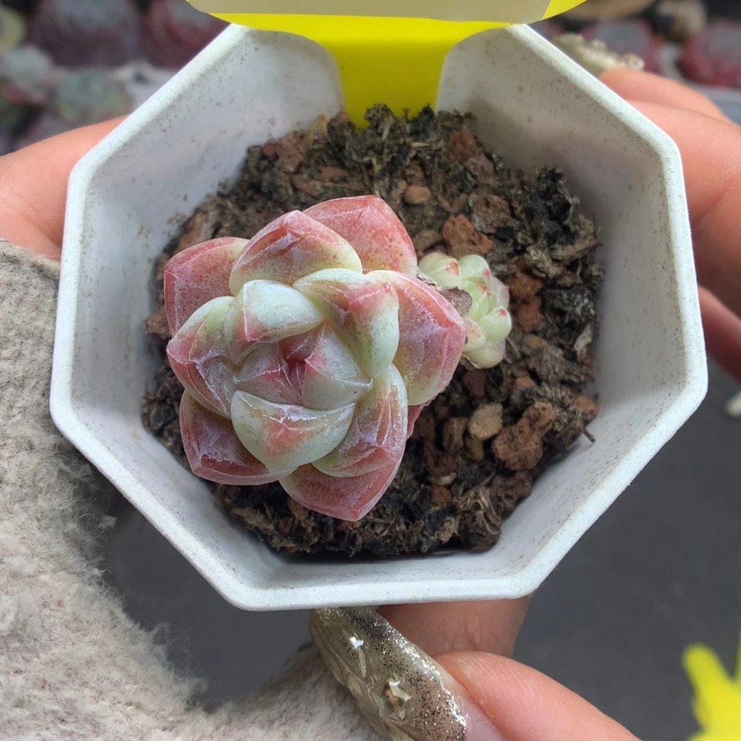 44双头异色冰玉多肉