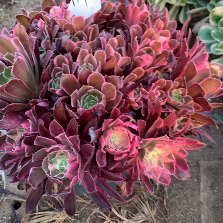 119多肉植物一物一拍