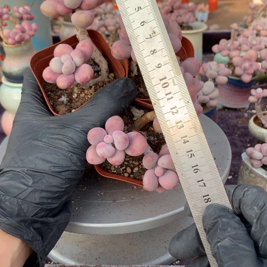 3颗桃蛋不带盆偏远地区不包邮的