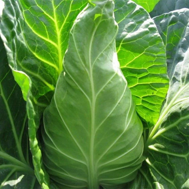 /2025牛心甘蓝包菜莲花白卷心菜耐寒春秋四季蔬菜包心菜牛心菜种