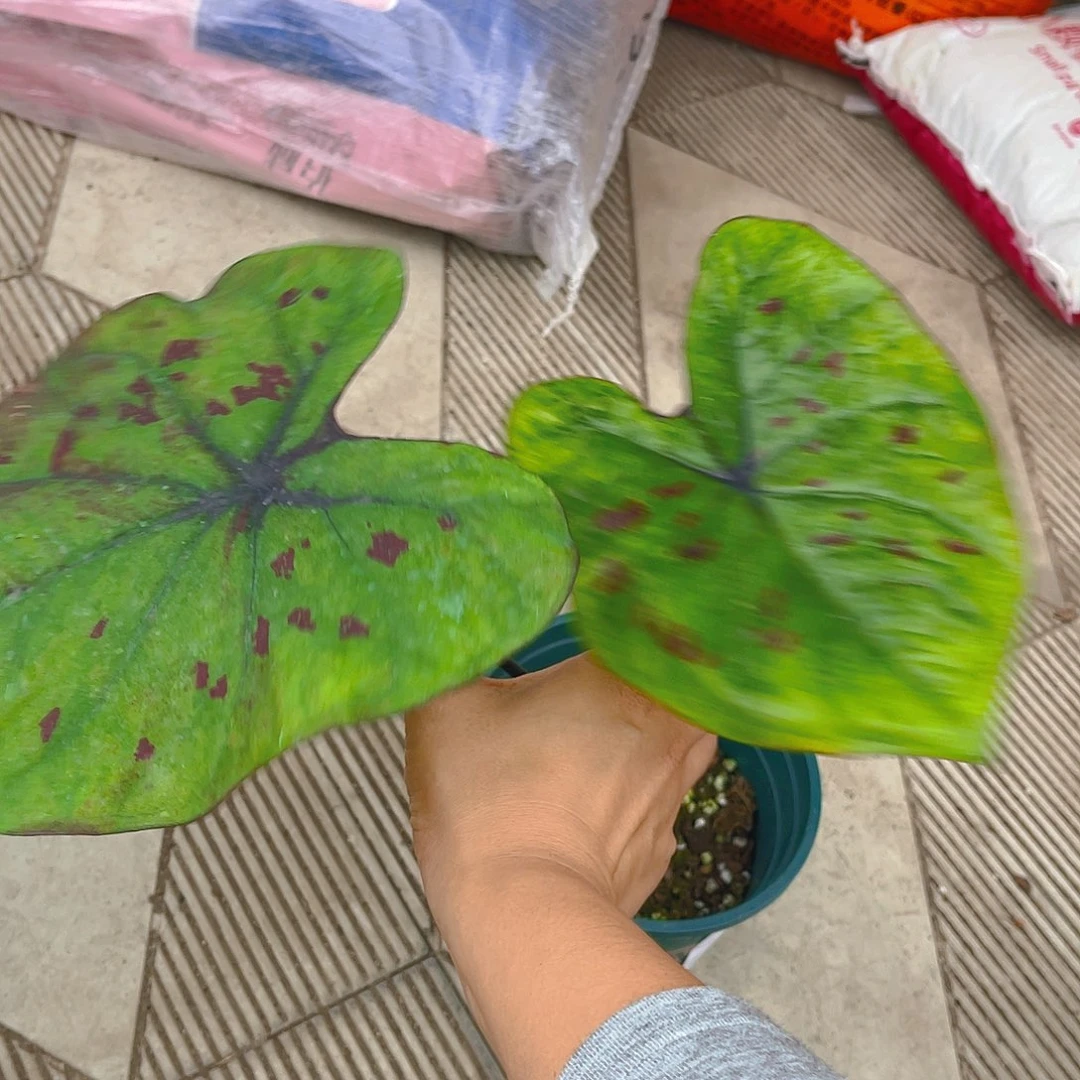 完全开放泰彩一物一拍1670