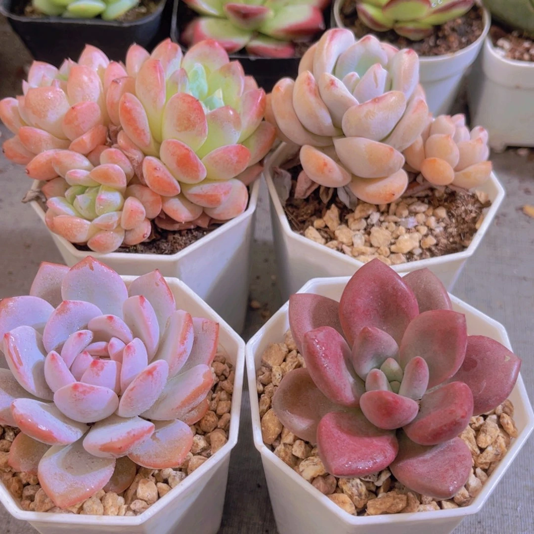 幻梦，星星橙，星星雪，桃花源