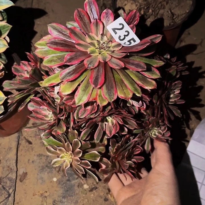 235糖果粉黛多肉植物处理不售后