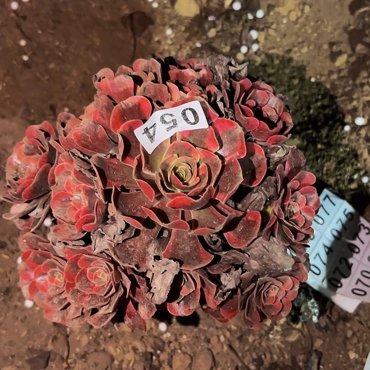054爱神多肉植物不售后