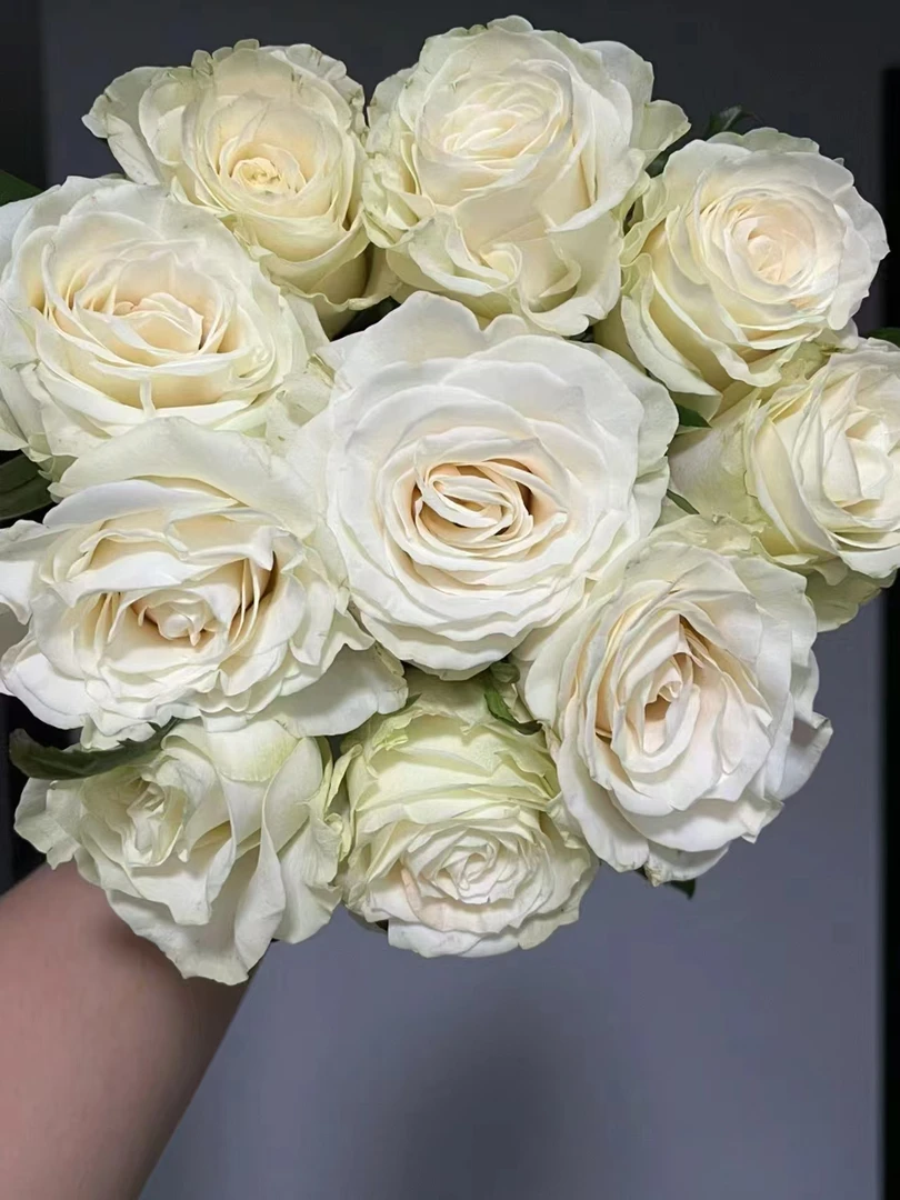 【买一送一】C级白色主题玫瑰10支   云南基地鲜花直发    家养水养