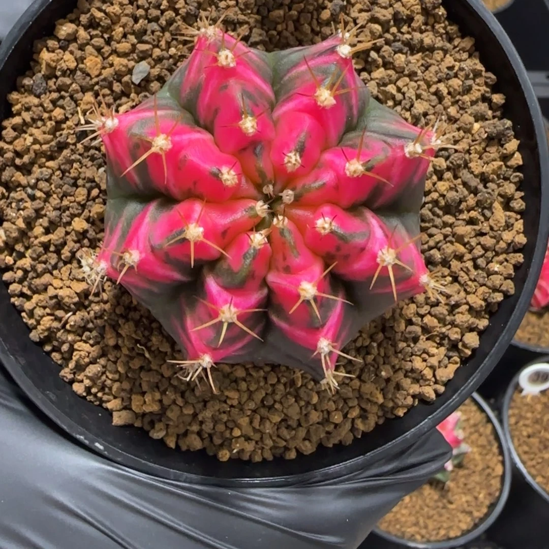 343号泰系米哈锦侧芽