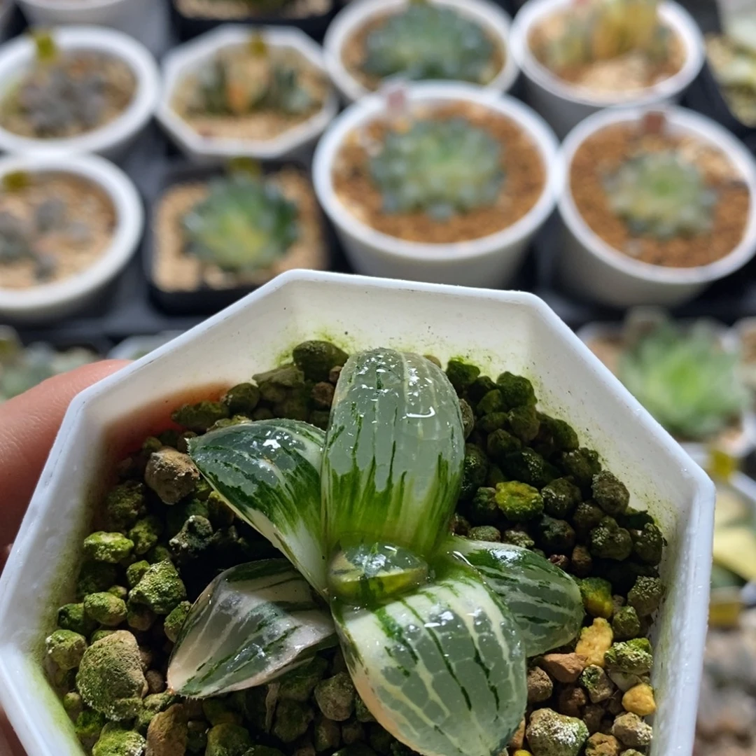 不开花植物9驶扑多肉