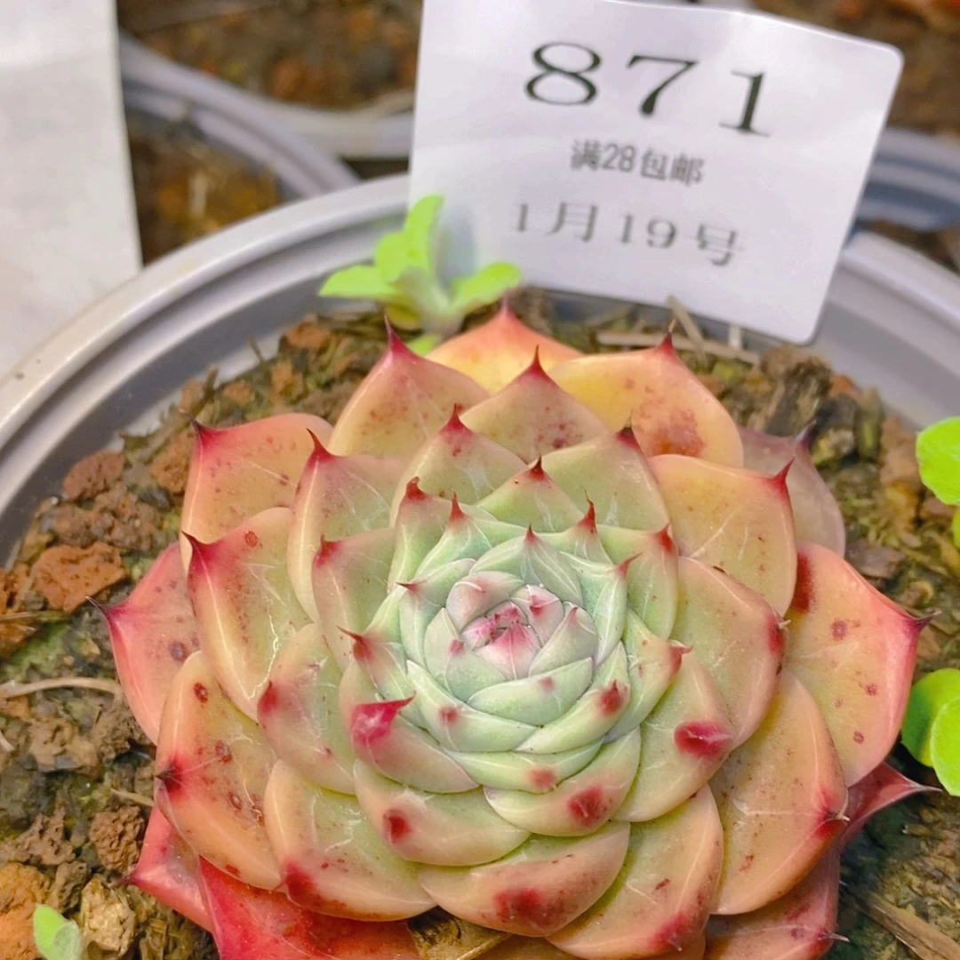 【闪购商品】云871