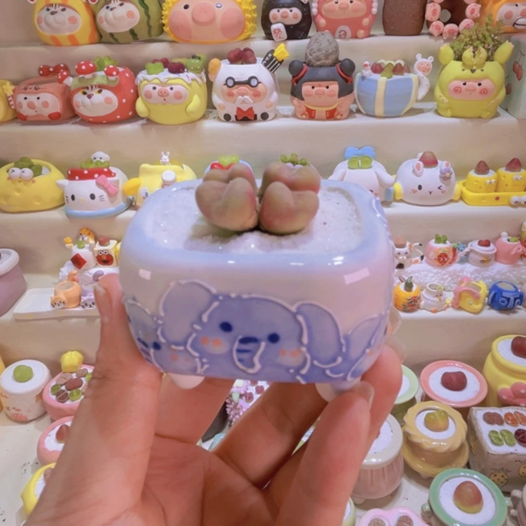 14空卡佛连盆带土包邮