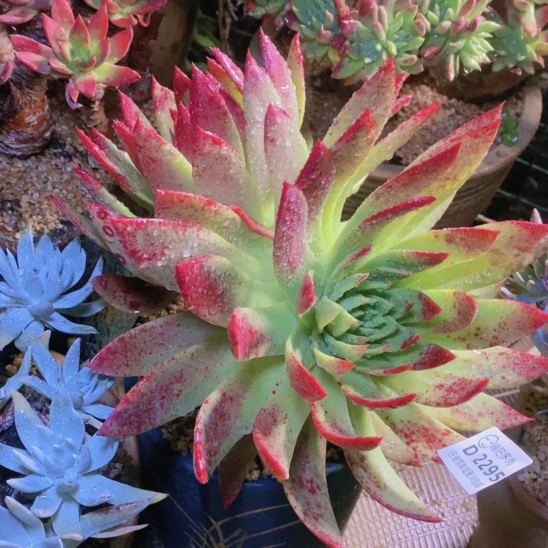 【闪购商品】哈哈哈坎代拉贝诺2295多肉