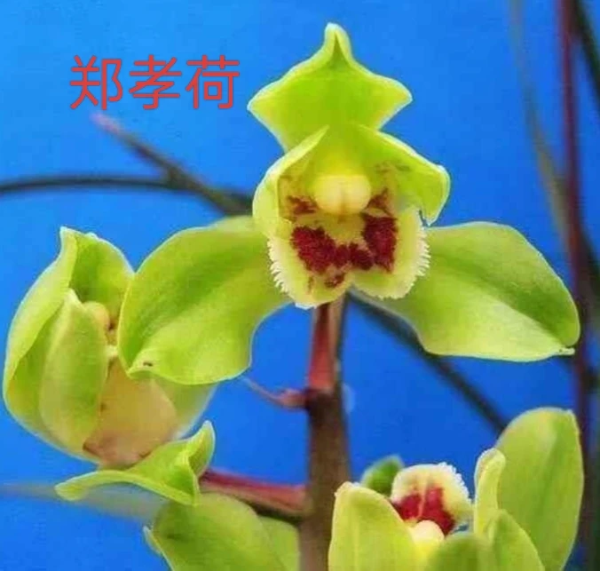 蕙兰名品《郑孝荷》