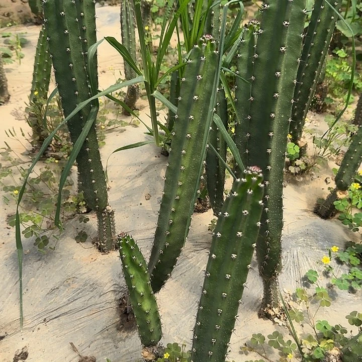 袖蒲一代侧芽30厘米高。拍一发7