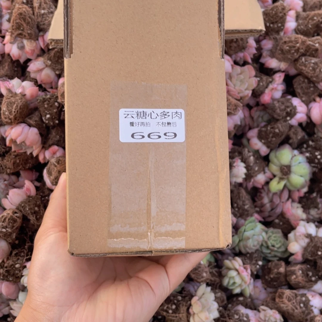 云糖心多肉植物669