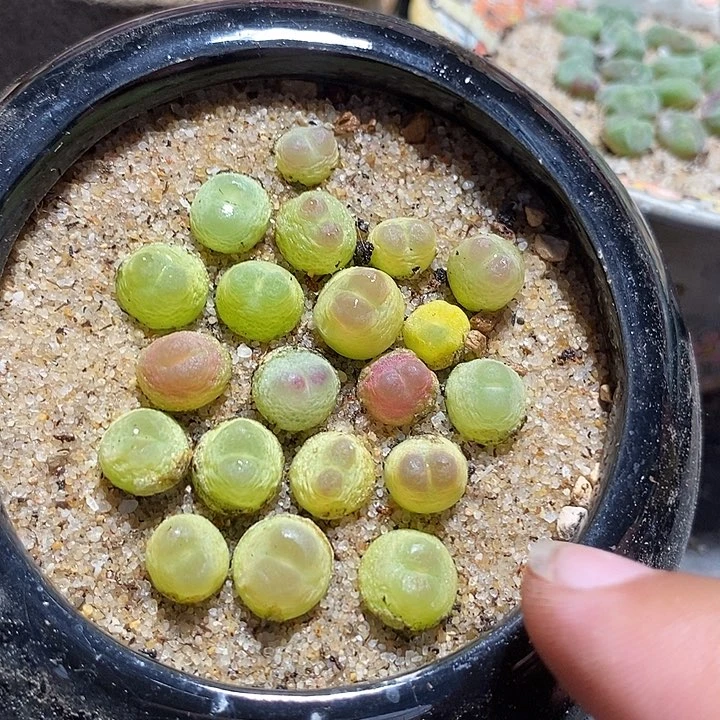 紫皮拉登一颗  0.8厘米   买3送1