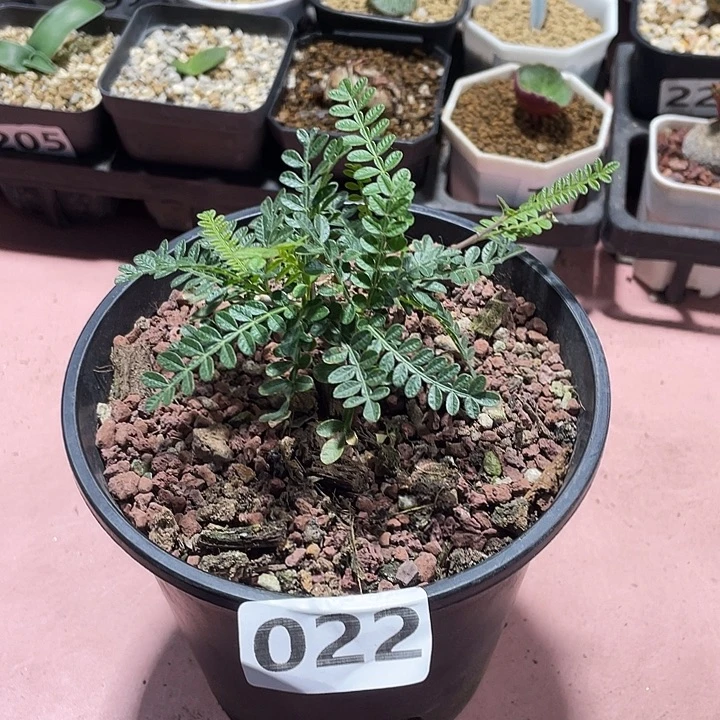 022实生织冠漆树块根