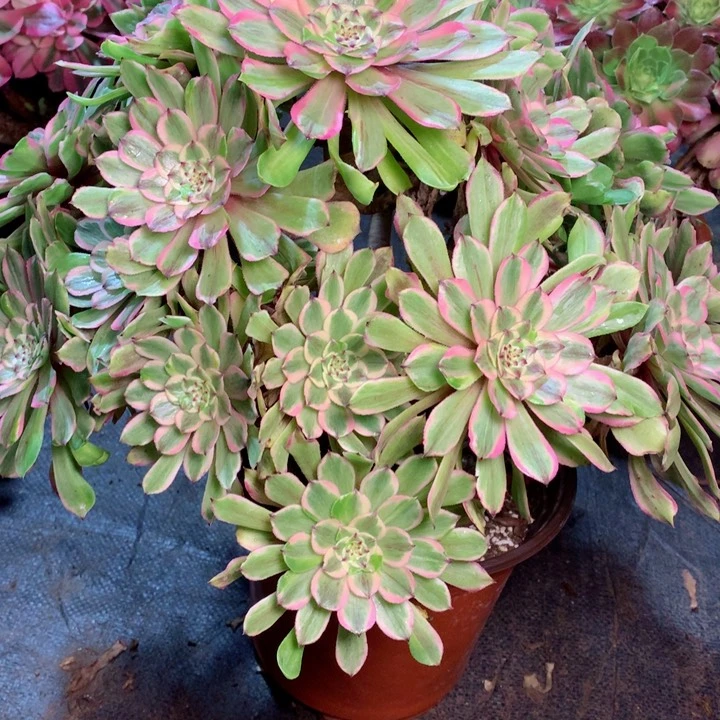 846萤火粉黛多肉一物一拍