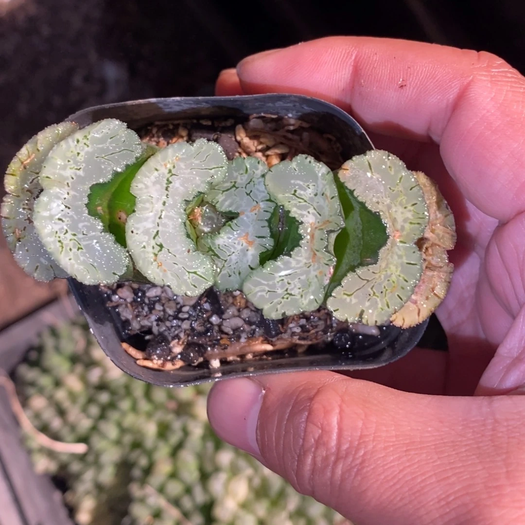一颗大年份玉扇 零差评 周末整点福利