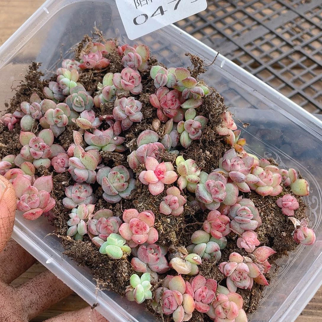 多肉植物多肉植物479