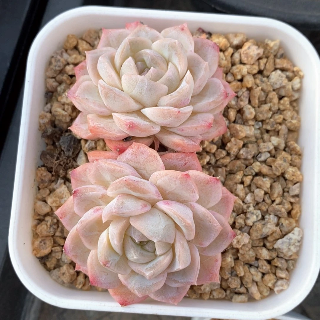 精品多肉一物一拍138