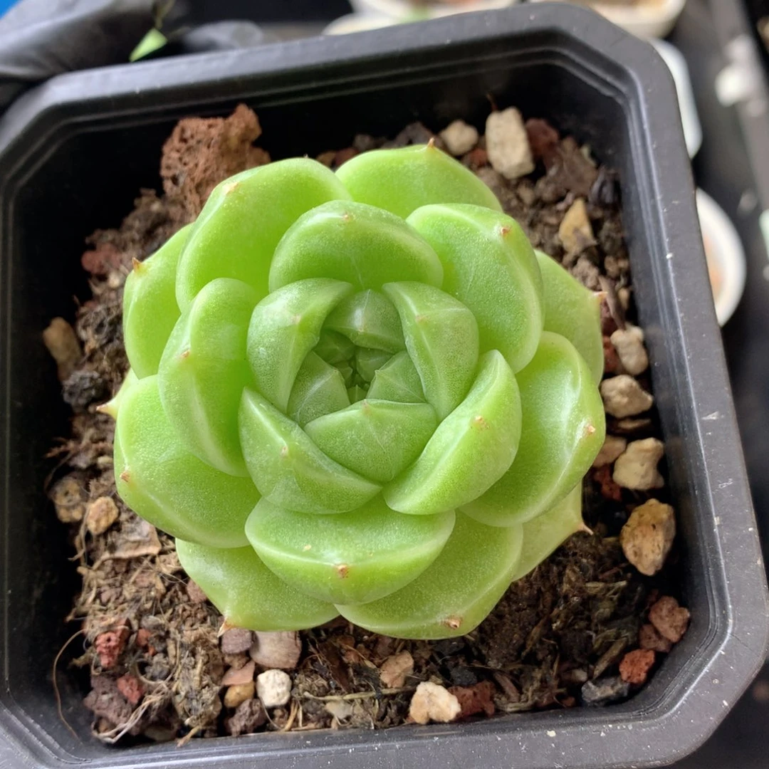 58包邮  群生不包整 115