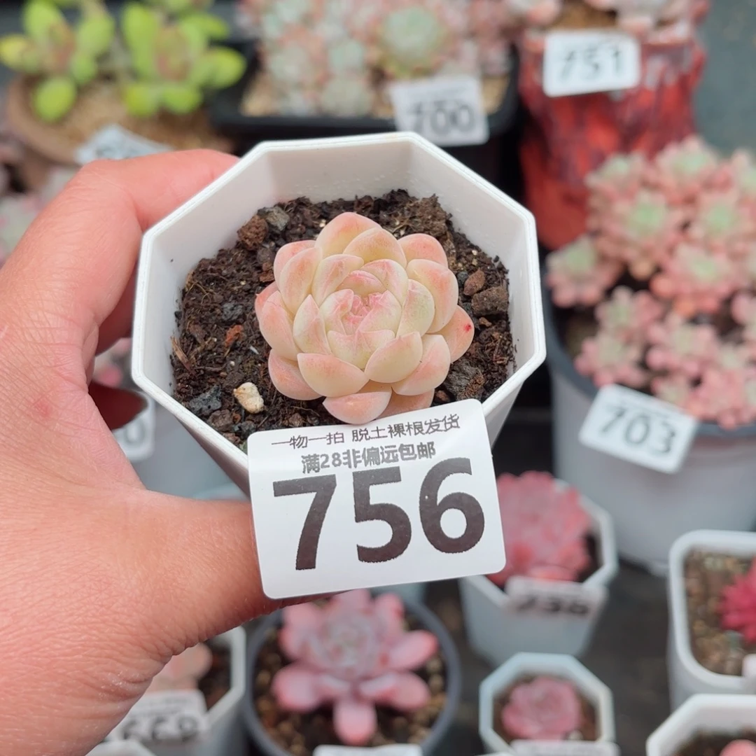 白桃单头无盆土发货