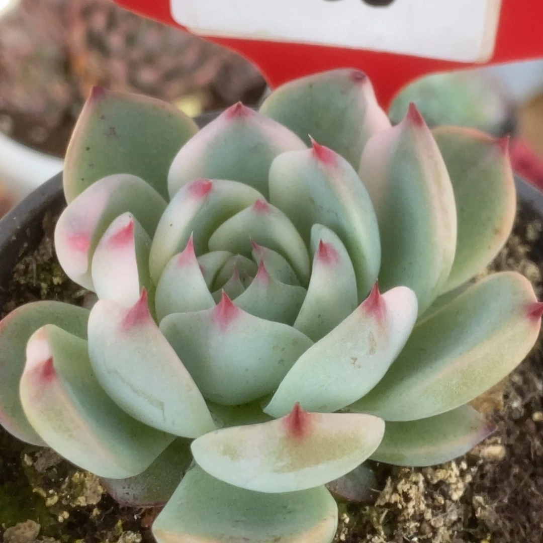 608吉娃娃锦锦锦锦锦锦