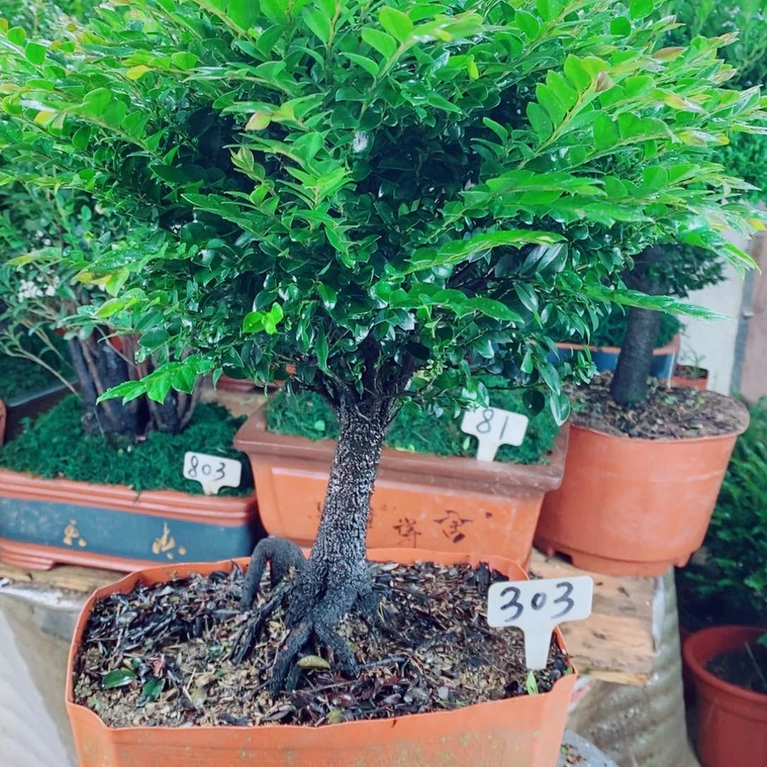 太***雨完全开放303编号紫檀