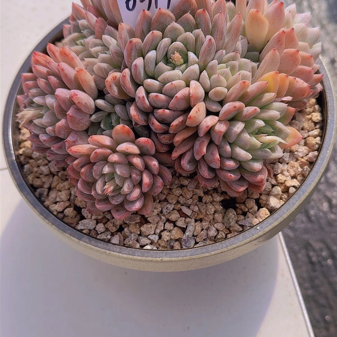 蛋*0519爱莎公主多肉