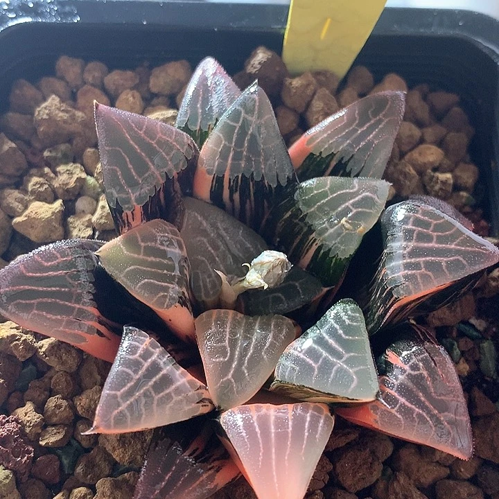 克锦一物一拍带盆土