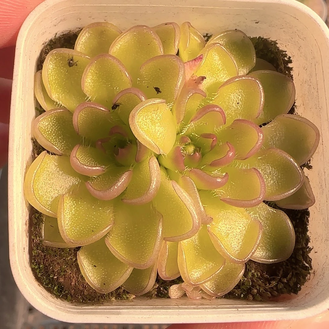 多肉1128-148近藤捕虫堇