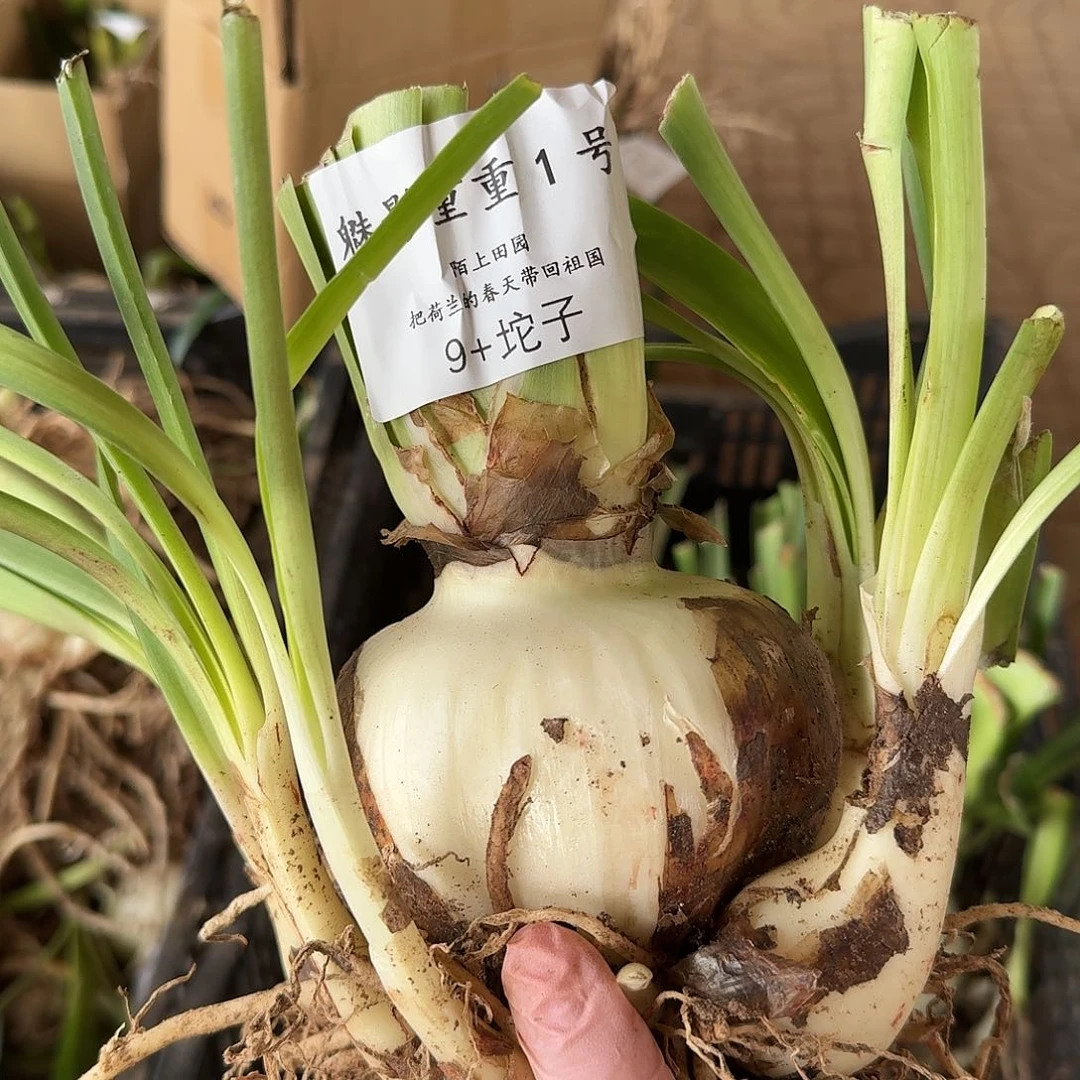 魅影重重1号9加坨子带7个侧