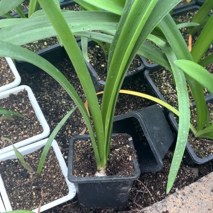 无花朵做****孩西瓜酒原盆原土包对版