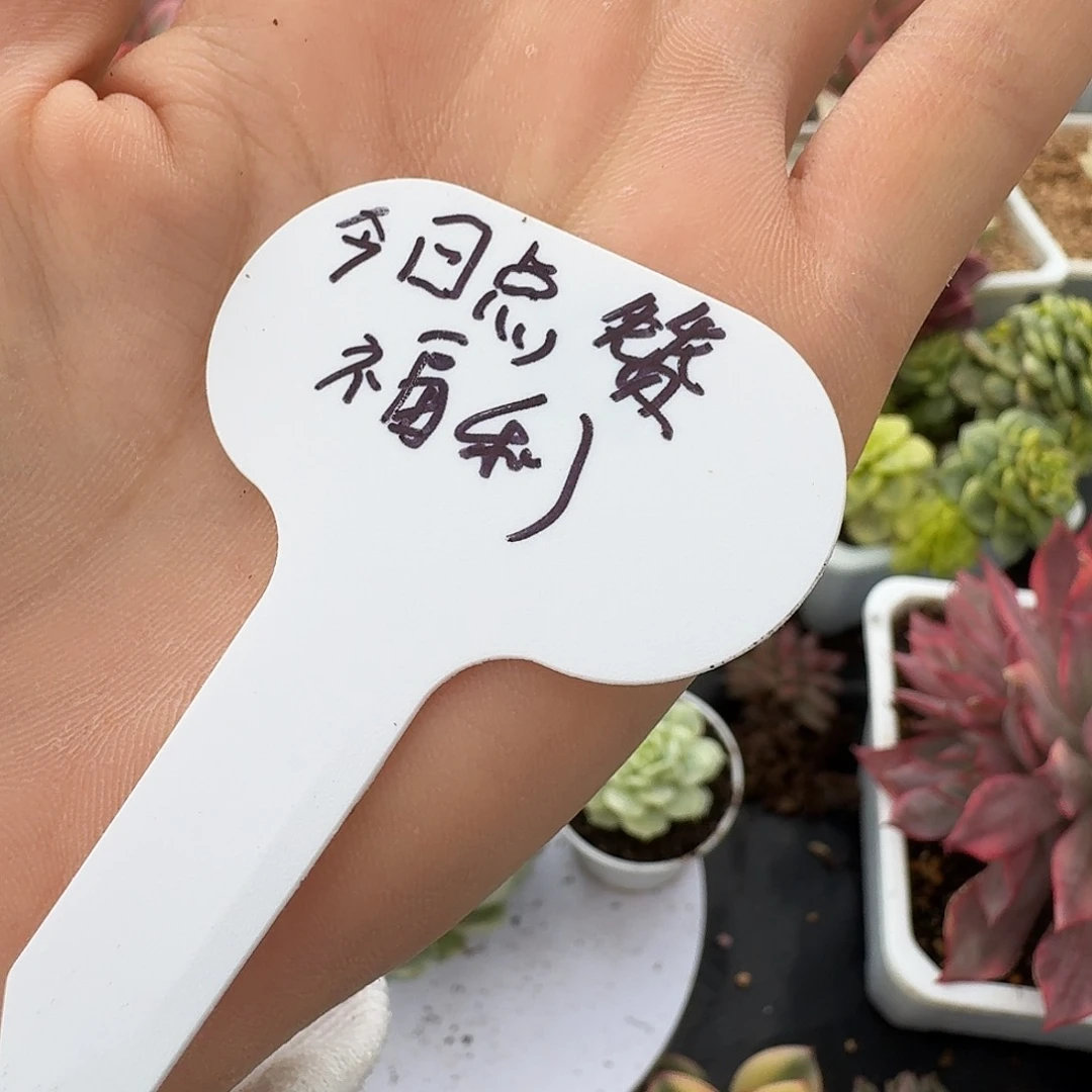 今日点赞福利女王