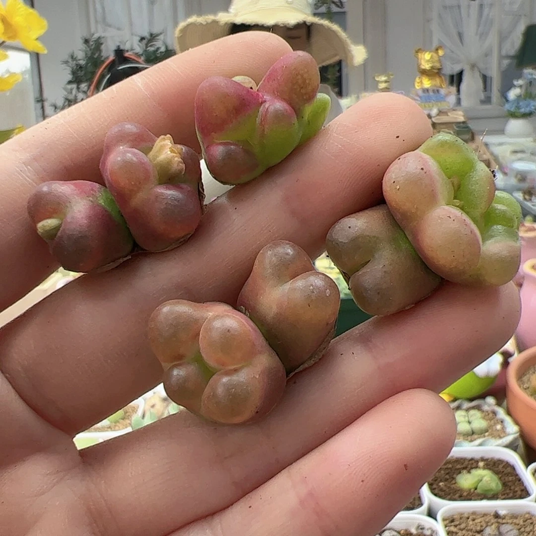 【闪购商品】296 水蜜桃缀