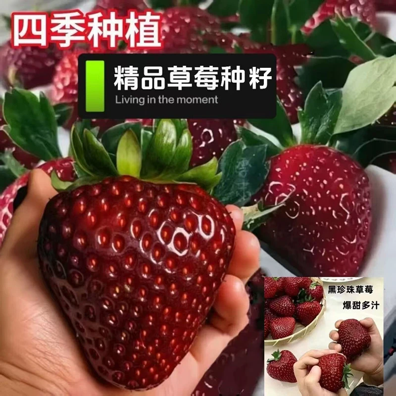 新品黑珍珠草莓种子苗奶油草莓秧四季结果水果盆栽向日葵南北方
