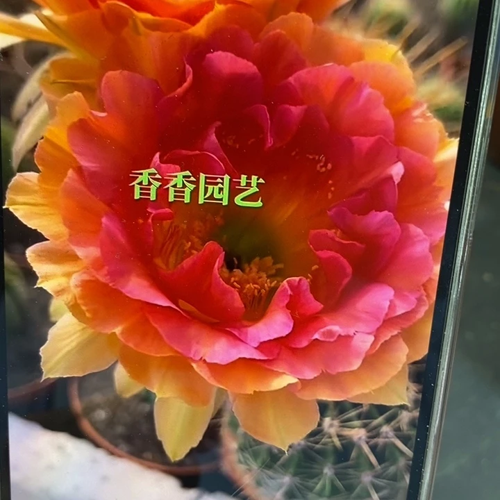 香香番茄炒蛋色5公分左右