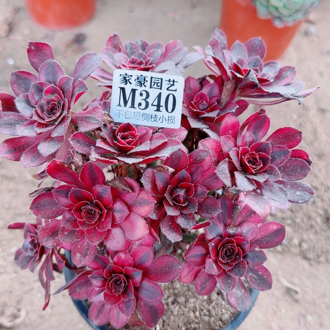丽娜法师340冠幅18