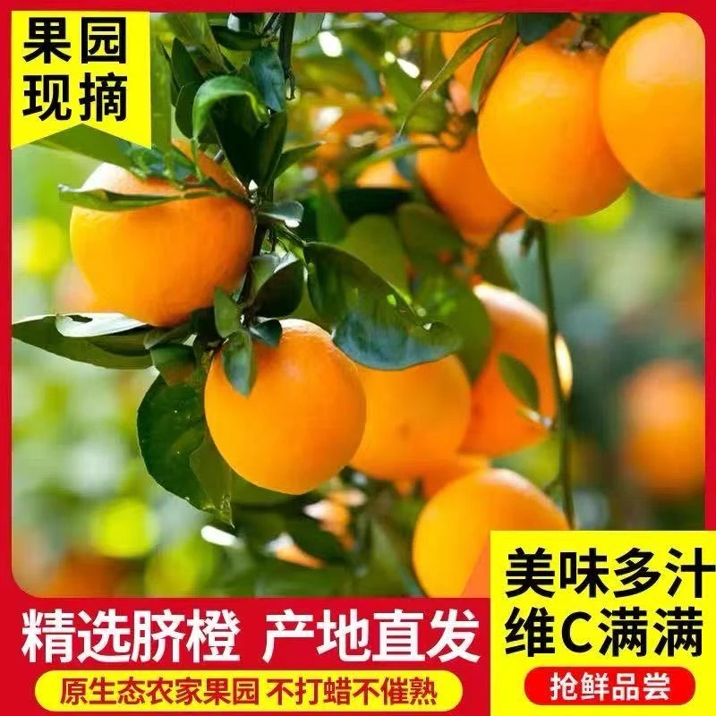 正宗纽荷尔脐橙秭归橙子新鲜应季精品水果爆汁产地直发批发包邮
