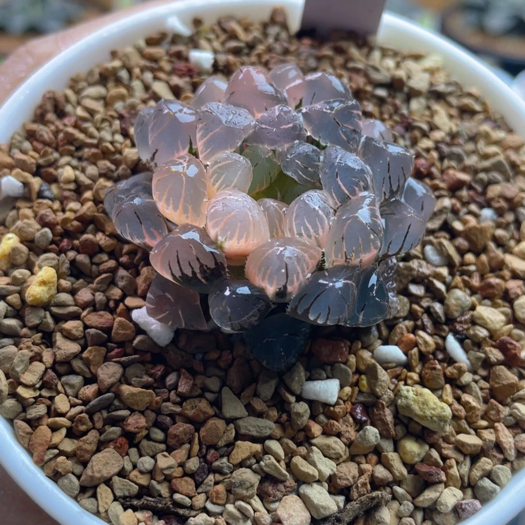 19.十二卷多肉ob1冰灯玉露锦。