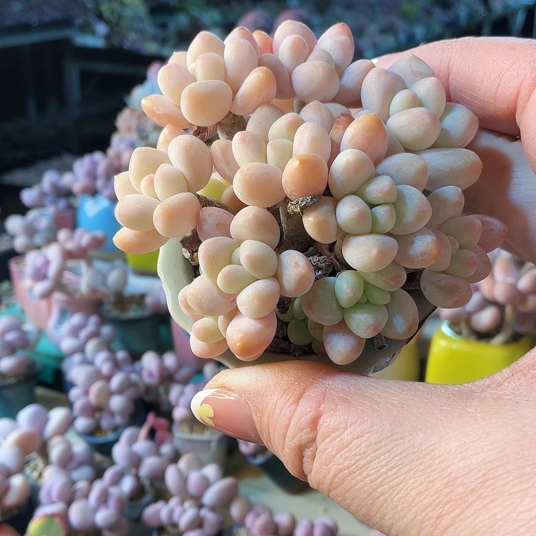 蜉*多肉植物的生长发育规律