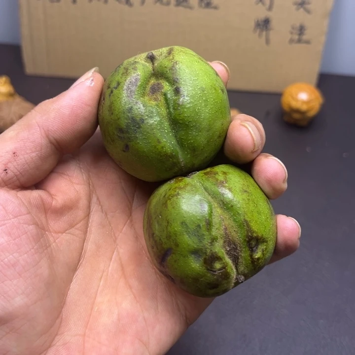 飞***觉菩提籽类青皮蛇两个
