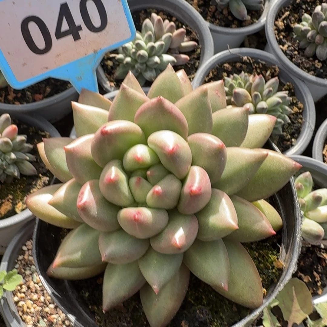 米其林一物一拍040