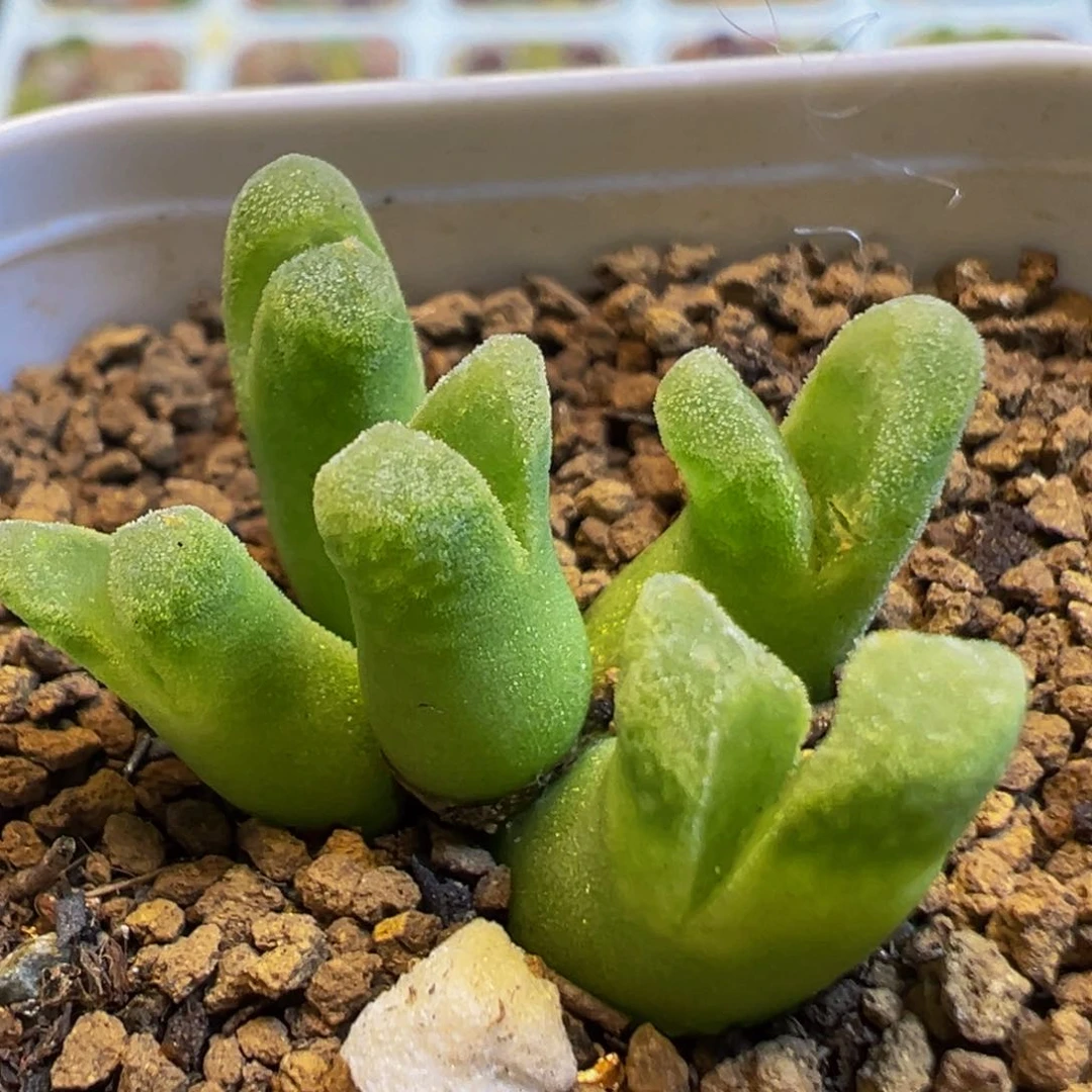 65多肉植物百科冰风铃1416.46