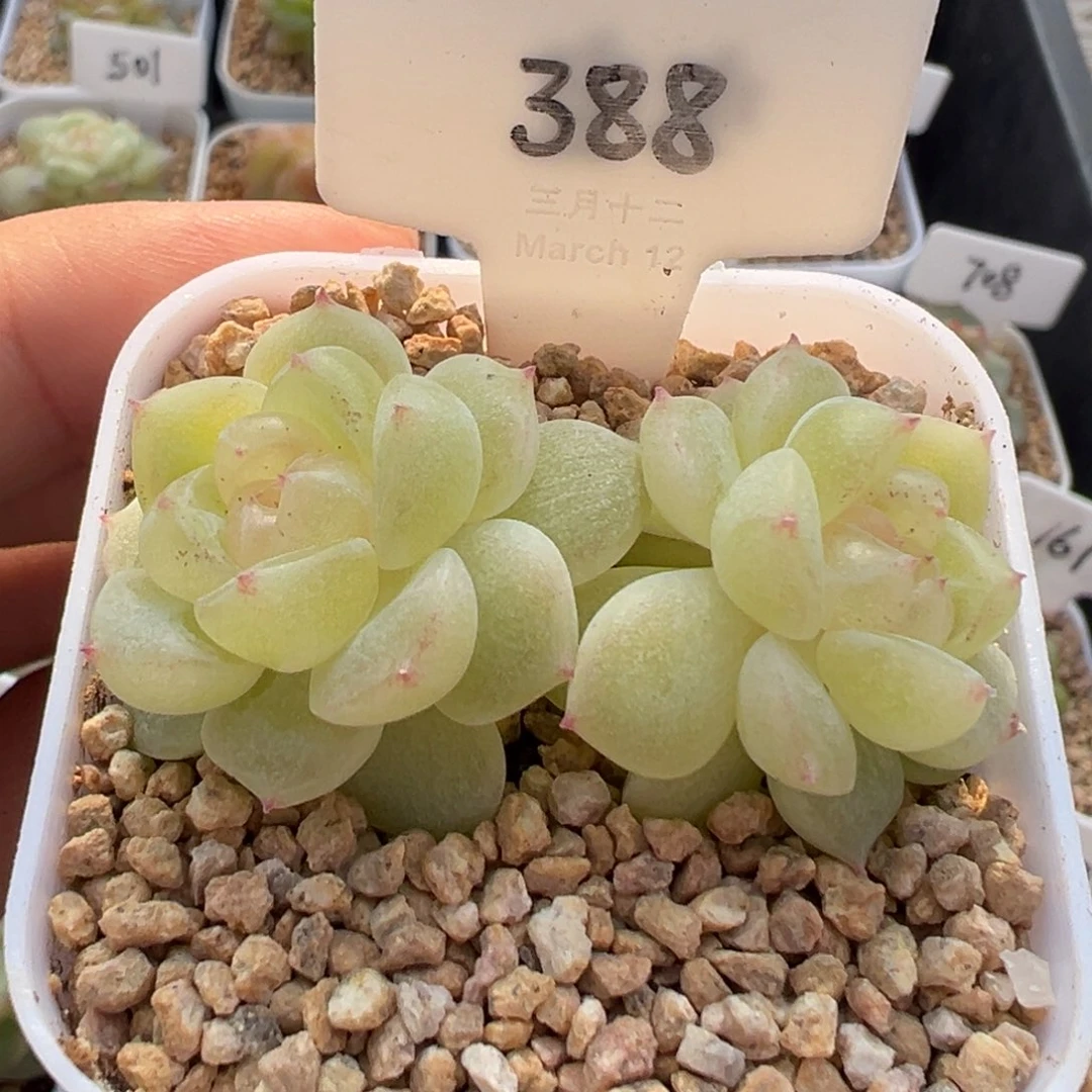 388号财富密码8888