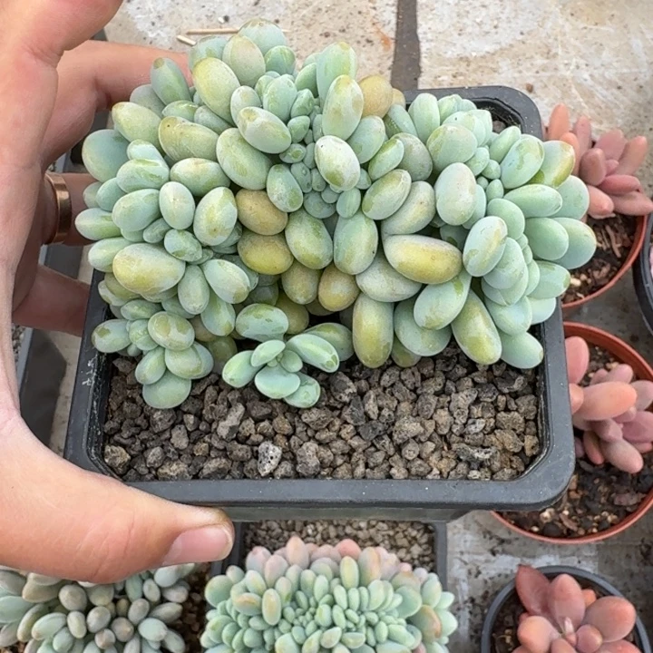 洛神 缀化  一物一拍