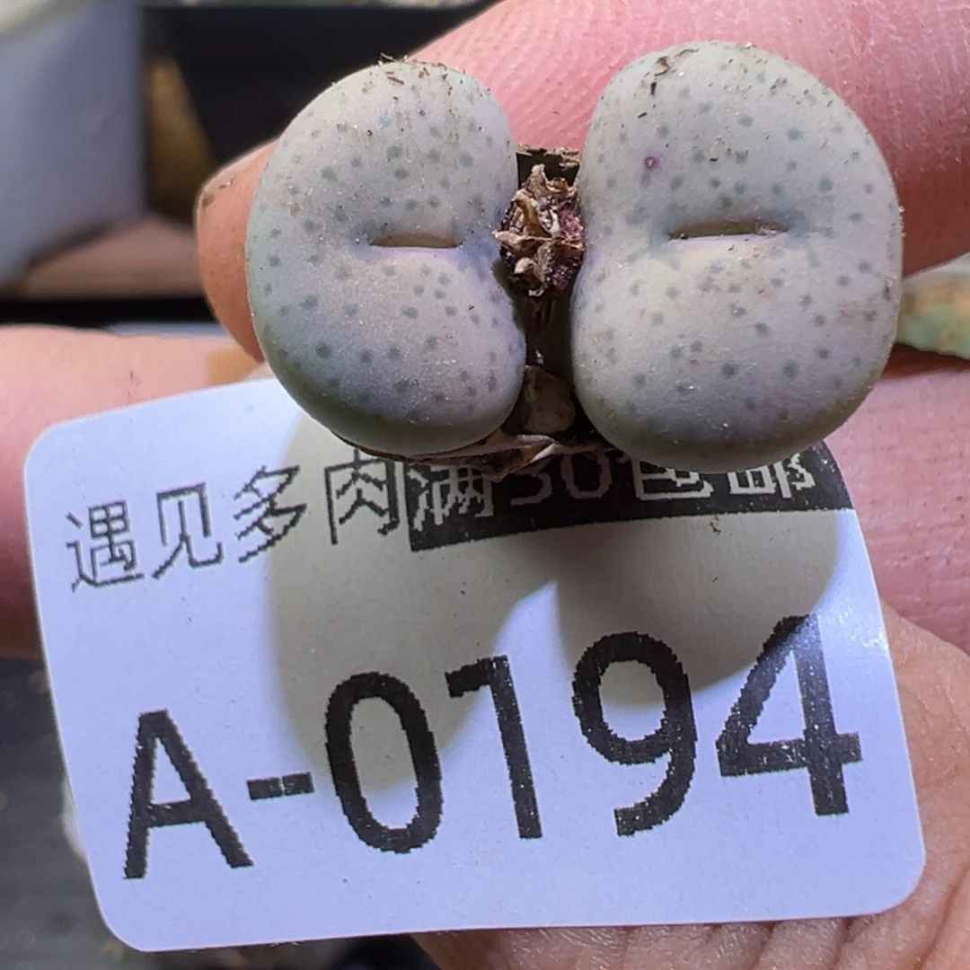 多肉植物1111111111111