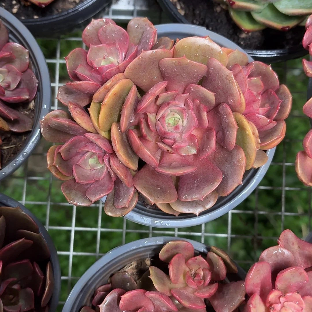 大红袍群生12㎝盆参考